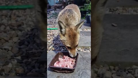 🦊Ajax our friendly urban #fox a year ago eating meat scraps!