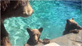 Bears found partying in family's pool