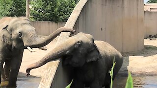 Elephant uses trunk to make contact with buddy on other side of wall