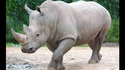 Rhino_Walking_Around_Zoo