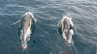 Dolphins swim in bow wave of yacht