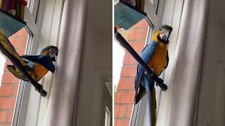 Naughty parrot gets caught climbing on the curtains