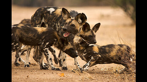 _Wild_dogs'_AMAZING_relay_hunting_strategy_