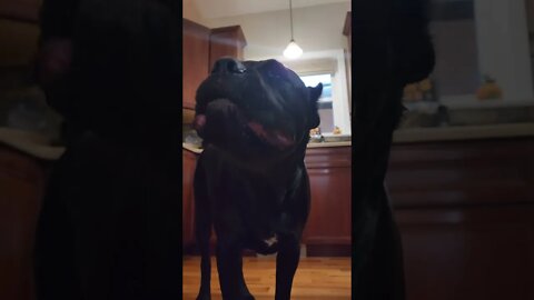 That Crunch Cane Corso Chews Thru Bone #shorts #funnydogs #virl #pets