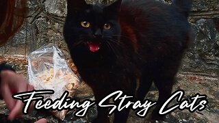 Will They Brave the Rain? - Feeding Stray Cats