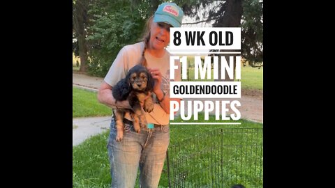 Meet Sammies Mini-Goldendoodle Puppies!