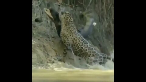 In a rare scene, a tiger preys on a crocodile and hunts it down from the river