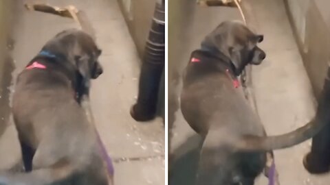 Ambitious dog chooses huge stick as a new toy