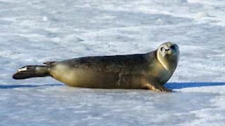 Lost seal returns to water with human help!