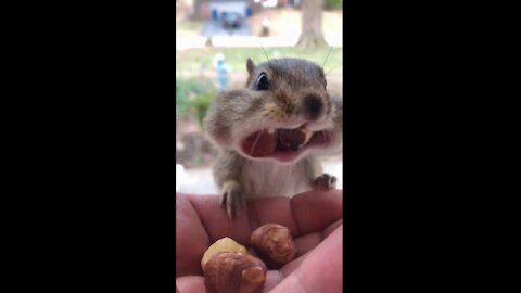 the greedy squirrel