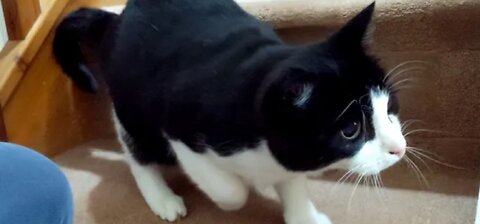 Cat Wiggles Butt Before Pouncing