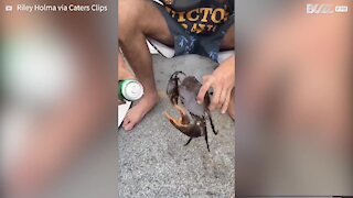 Guy uses crab to open drinks can