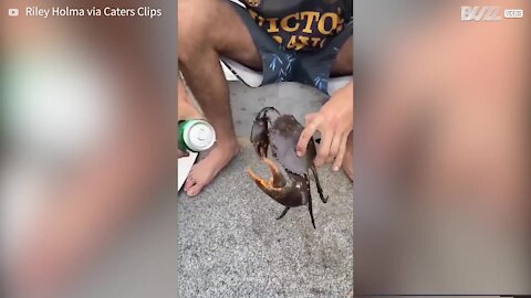Guy uses crab to open drinks can