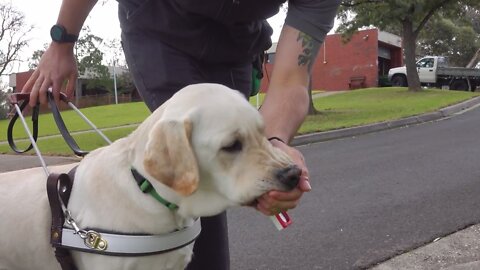 Guide Dog Journey || Guide Dogs Graduation Day