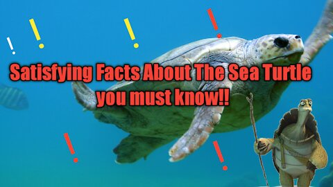 Satisfying fact about sea turtles must watch