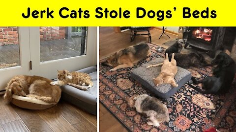 Funny Cats Stealing Dog Beds