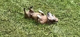 Happy Dachshund Rolling in Green Grass