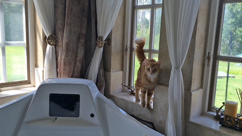 Jack the Cat gets tangled in the Curtains of Invisibility