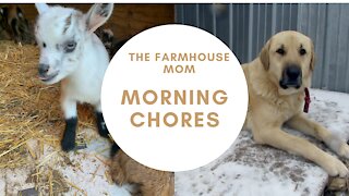 Goat Farm Morning Chores