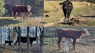 A record day of calving?!?!