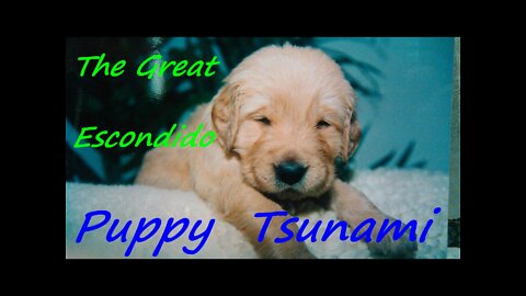 The Great Escondido Puppy Tsunami