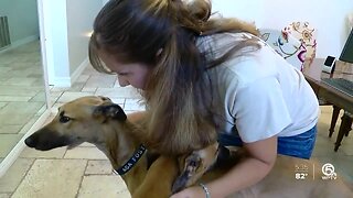 Greyhounds need fosters, new homes after tracks close