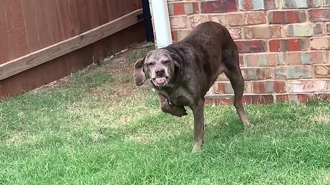 Super guilty dog literally can't keep a straight face