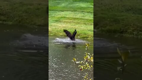 Bald Eagle swoops a fish from the sea #shorts #eagle
