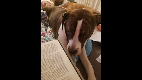 Bible study with my dog be like...