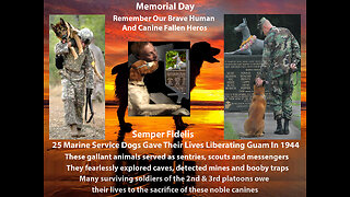 A Memorial Day Discovery: The Tale Of The Brave Soldier Service Dogs