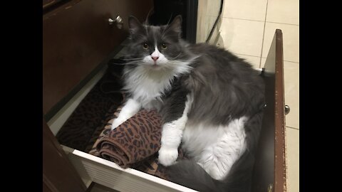 Goofy Cats Sit in a Drawer!