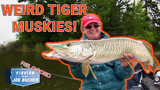 MUSKY | Weird Weather Tigers (Hybrid Muskies) | Fishing With Joe Bucher RELOADED