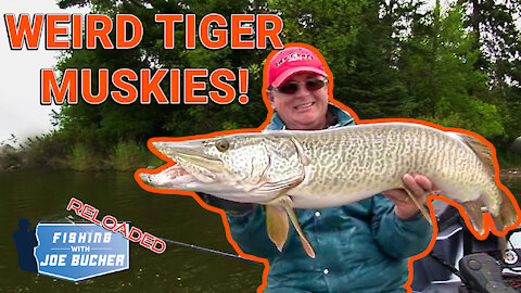 MUSKY | Weird Weather Tigers (Hybrid Muskies) | Fishing With Joe Bucher RELOADED