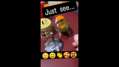 Bird. smart bird ،parrot, brazilian parrot, pygmy parrot Clever, funny birds,viral