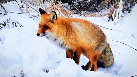The fox is afraid that people nearby will hurt it