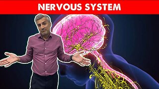 ARE YOU GETTING ENOUGH SUPPORT FOR YOUR NERVOUS SYSTEM?🫦😰🫀| Dr. Boris Nektalov