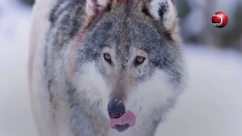 حقائق مدهشة لا تعرفها عن الذئاب ٢٠٢٣ - Amazing facts you did not know about wolves 2023 Eng Subtitle