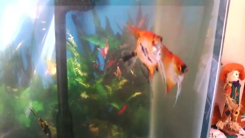 Breeding Super Red Koi Angelfish