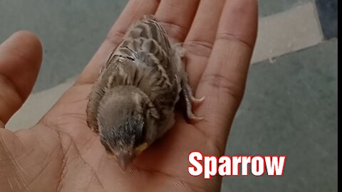 Sparrow baby at my home