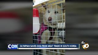 Olympian saves dog from meat trade in South Korea