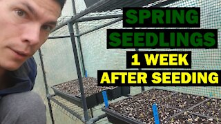 Come Seed with Me (continued) | 1 Week Post Seeding | Temperature, Water, and Light