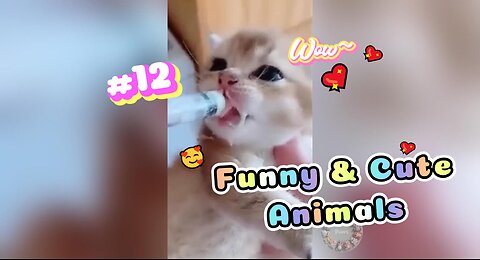 So Funny & Cute CATS and DOGS 😍Keep you smiling and laughing🤭🤭🤭 #12