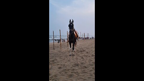 horse in sea beach