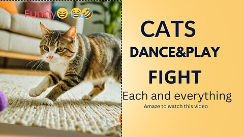 Cats Dance and Funny Fight