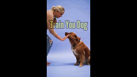 dog training smart dog #dogtraining