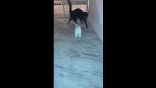 Bunny chases cat