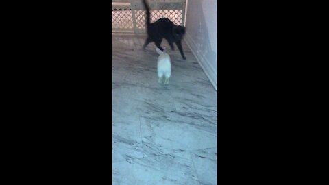 Bunny chases cat