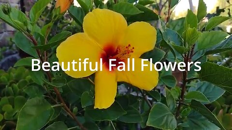 Beautiful Blooming Fall Flowers