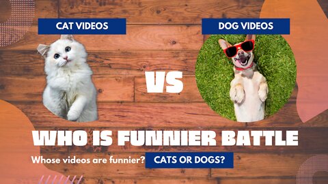 BEWARE - Funny Cute Dog and Cat Videos doing Funny Stuff - WHO WAS FUNNIER?