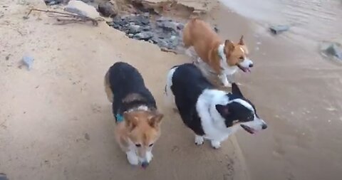 3 pups on the beach